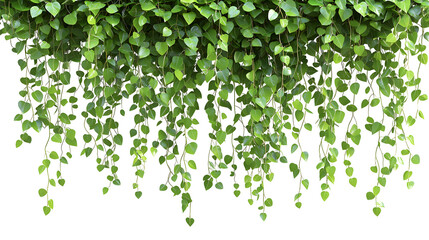 Lush Green Hanging Foliage Nature Background with Cascading Vines and Leaves