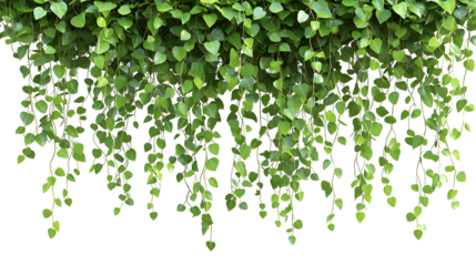 Lush Green Hanging Foliage Nature Background with Cascading Vines and Leaves