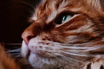 Up close image of an orange Maine Coon Cat