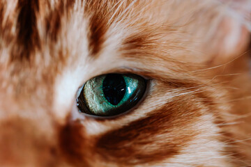 Up close image of an orange Maine Coon Cat
