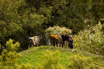 Women and Donkeys working in moroccan farm