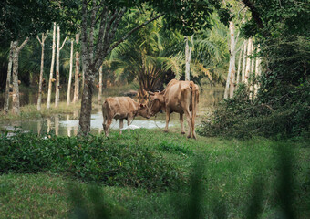Cows grazing peacefully near a tranquil pond in a lush green landscape