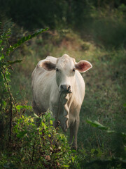 White cow grazing in a lush green field surrounded by foliage