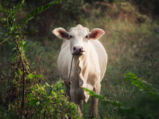 White cow standing in a green field during a sunny day