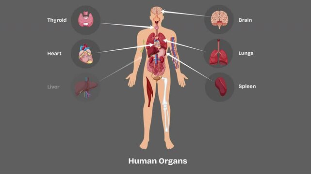 Human body internal organs circulatory nervous and skeletal systems anatomy and physiology flat educative video