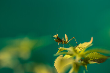 praying mantis background in the forest
