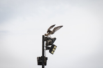 seagull in a street lamp open the wings