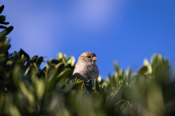 sparrow between flowers in a tree