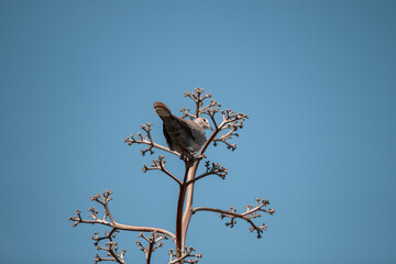 a pidgeon in a tree