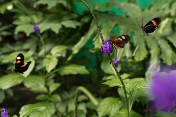 Butterflies in a serene butterfly conservatory