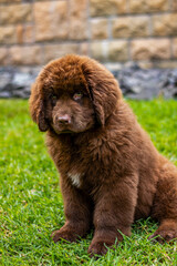 Fototapeta premium brown newfoundland dog playing in a garden