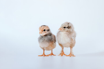 Obraz premium Two Baby Chicks on a White Backdrop