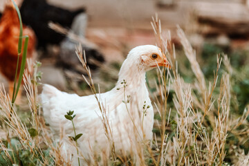 White Young Chicken in Field with other chickens in background