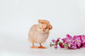 Yellow Chick with Hat and Spring Flowers