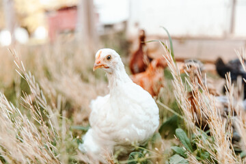 White Chick in Chicken Run with other chickens