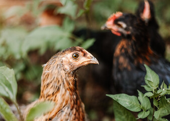Close up of a Young Brown Chicken with Black Chickens in Background