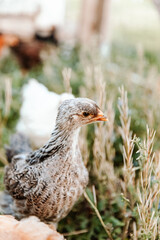 Chick in field with in Springtime