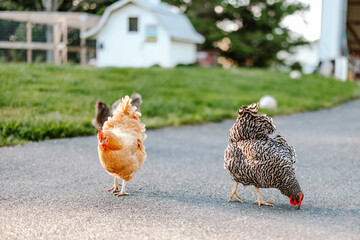Three Chickens Pecking around in the Backyard