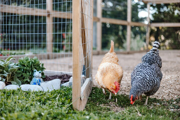 Two Chickens Leaving Chicken Run to Peck at Grass