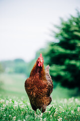 Red Hen Walking in Field on Spring Day