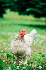 Lavendar Orpington Walking in Backyard