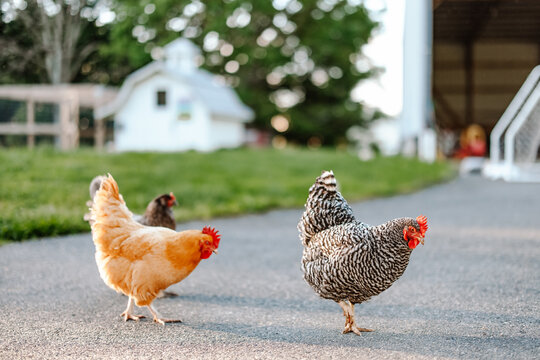 Three Chickens Pecking around in the Backyard