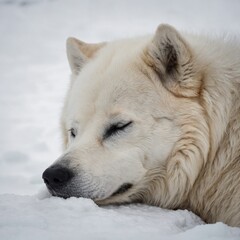 Obraz premium A resting Arctic dog dreaming, eyes gently closed, white background.