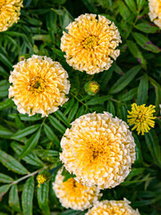 beautiful flower pattern of marigolds in the garden. Tagetes erecta, Mexican, Aztec or African marigolds. Close up