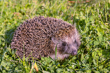 A Western European hedgehog-Erinaceus europaeus-walks on a green lawn. close up