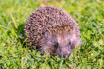A Western European hedgehog-Erinaceus europaeus-walks on a green lawn. close up