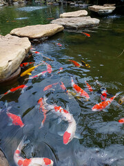 Colourfull Koi fish in the pond