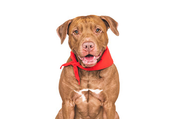 Stylish, lovable dog and red neckerchief. Closeup, indoors. Studio shot, isolated, background. Elegant French style. Beauty and fashion concept