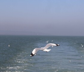 seagull in flight