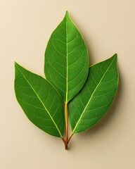 [beige leaf illustration] Vibrant Green Leaf Against Gray Background Book Cover