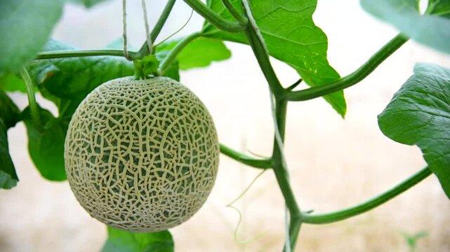 Panning view to Fresh green melon in greenhouse
