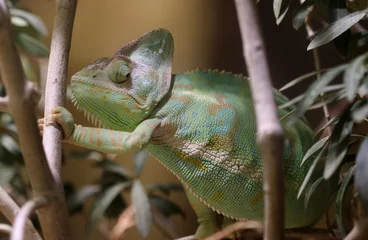 Fotobehang Jemenchamäleon - Yemen chameleon © Studio M. Brix