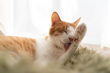 毛づくろいをする可愛い猫　茶トラ白