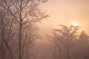 朝焼けでオレンジ色に染まる霧氷の森