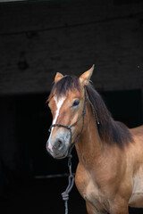 Beautiful thoroughbred horses on a summer pasture.