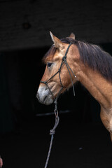 Beautiful thoroughbred horses on a summer pasture.