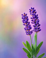 Obraz premium [Lavender flower macro photography] Vibrant Purple Lavender Flower Macro Close-Up Studio Shot