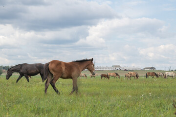 Beautiful thoroughbred horses on a summer pasture.