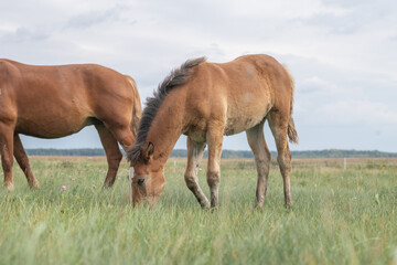 Beautiful thoroughbred horses on a summer pasture.