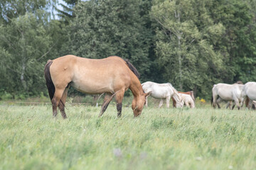 Obraz premium Beautiful thoroughbred horses on a summer pasture.