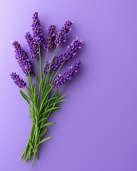 Obraz premium [Freshly picked purple lavender for culinary use] Freshly Picked Lavender Purple Floral Background with Green Stems