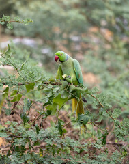 Green Parrot Perched on a Tree Branch in Lush Foliage