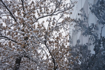 A large tree covered with snow with a reflection in the glass of the building.