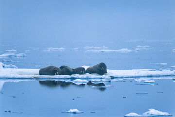 Group of Walrus on a ice floe in Arctic