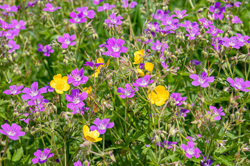 Purple wild-growing flowering forest plants Cranesbill or Geranium Sylvaticum in their natural habitat on a Sunny day. summer landscape