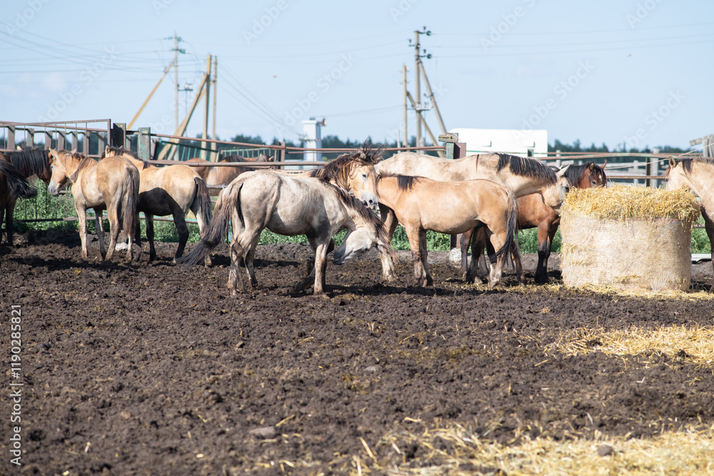 Wall mural Beautiful thoroughbred horses on a summer pasture.